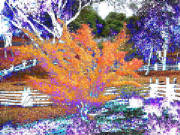 AutumnTree.jpg